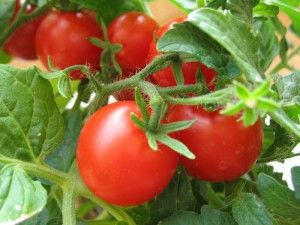 vyrashhivanie-pomidorov-v-teplitse-1